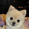 dog, puppy, pomeranian, fluffy, cute, pet, animal, canine, portrait, indoors, cozy, small_dog, fur, ears, eyes, nose, face, lying_down, blanket, soft