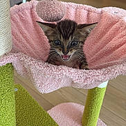 Meep joined the competition — help win amazing prizes! animal, cat, cat_tree, cozy, ears, eyes, feline, hammock, indoor, kitten, meowing, open_mouth, pet, pink_blanket, playful, pom_pom, portrait, scratching_post, tabby, whiskers