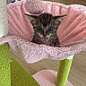 kitten, cat, tabby, feline, animal, pet, meowing, open_mouth, whiskers, ears, eyes, pink_blanket, hammock, cat_tree, scratching_post, pom_pom, indoor, cozy, playful, portrait