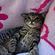 Meep is registered to the contest to win money with this photo: cat, kitten, tabby, feline, pet, animal, fur, striped_fur, whiskers, ears, eyes, nose, paws, lying_down, relaxed, blanket, soft, pink, indoor, portrait