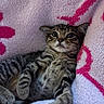 cat, kitten, tabby, feline, pet, animal, fur, striped_fur, whiskers, ears, eyes, nose, paws, lying_down, relaxed, blanket, soft, pink, indoor, portrait