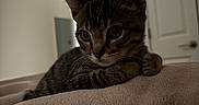 Meep is registered to the contest to win money with this photo: animal, blanket, brown_fur, cat, close_up, couch, ears, eyes, feline, home, indoors, lying_down, paws, pet, portrait, relaxed, resting, striped_fur, tabby_cat, whiskers