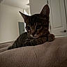 Meep is registered to the contest to win money with this photo: cat, tabby_cat, pet, feline, animal, portrait, close_up, indoors, home, blanket, couch, resting, lying_down, paws, whiskers, ears, eyes, striped_fur, brown_fur, relaxed