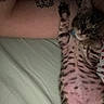 Meep is registered to the contest to win money with this photo: cat, kitten, tabby, belly_up, paws, whiskers, eyes, fur, striped_fur, spotted_belly, animal, pet, cute, sleeping, lying_down, bed, blanket, bedroom, indoor, portrait
