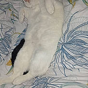 Pinceau a rejoint le concours — aidez-le/la à gagner de superbes lots ! cat, white_cat, sleeping, bed, blanket, patterned_bedding, remote_control, indoor, cozy, relaxed, pet, fur, animal, resting, cute, fluffy, domestic_cat, comfort, lying_down, nap