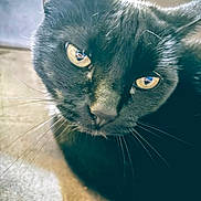 Ebenezer joined the competition — help win amazing prizes! black_cat, cat, close_up, yellow_eyes, whiskers, fur, pet, animal, indoor, curious, face, portrait, mammal, feline, looking, cute, domestic_cat, soft_light, texture, black_fur