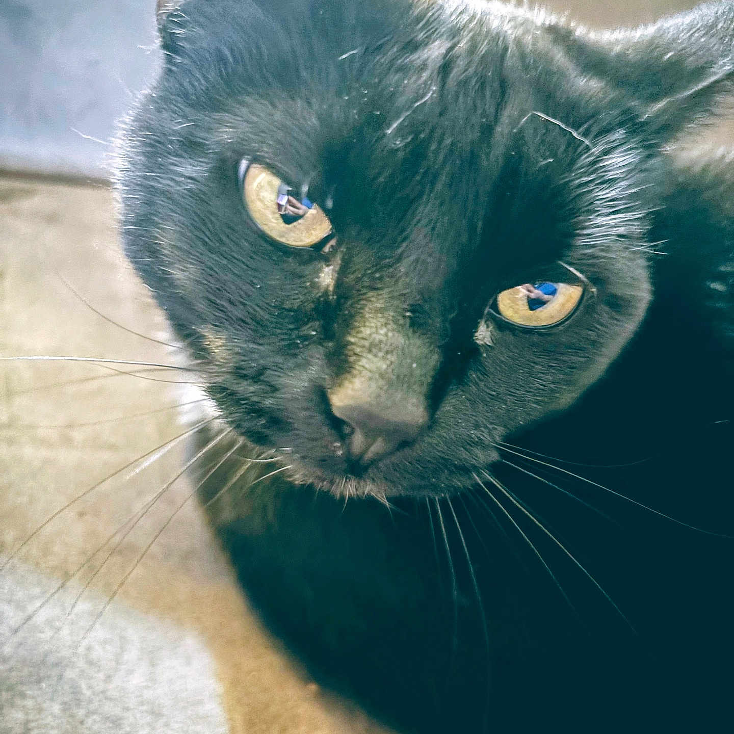 Ebenezer joined the competition — help win amazing prizes! black_cat, cat, close_up, yellow_eyes, whiskers, fur, pet, animal, indoor, curious, face, portrait, mammal, feline, looking, cute, domestic_cat, soft_light, texture, black_fur
