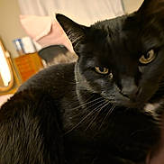 Ebenezer is registered to the contest to win money with this photo: animal, bed, black_cat, cat, close_up, cozy, cute, domestic, feline, fur, furniture, home, indoor, mirror, pet, portrait, relaxing, resting, soft_lighting, whiskers