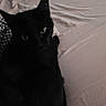 Ebenezer joined the competition — help win amazing prizes! animal, bed, bed_sheet, black_cat, calm, cat, close_up, cozy, dark, domestic_animal, feline, fur, green_eyes, indoor, pet, quiet, resting, shadow, sleepy, soft_light