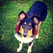 Hatchiko participe au concours pour gagner de l'argent avec cette photo :