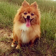 Meiko a rejoint le concours — aidez-le/la à gagner de superbes lots ! ancient_dog_breeds, carnivoran, companion_dog, dog, dog_breed, dog_breed_group, dog_like_mammal, german_spitz, german_spitz_klein, german_spitz_mittel, mammal, pomeranian, snout, spitz, volpino_italiano, whiskers