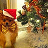 Meiko participe au concours pour gagner de l'argent avec cette photo :