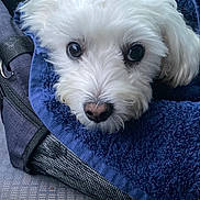 Milo a rejoint le concours — aidez-le/la à gagner de superbes lots ! dog, white_fur, towel, blue, car_seat, pet, animal, cozy, resting, cute, closeup, indoor, travel, comfort, face, portrait, looking, soft, fur, car_interior