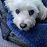 dog, white_fur, towel, blue, car_seat, pet, animal, cozy, resting, cute, closeup, indoor, travel, comfort, face, portrait, looking, soft, fur, car_interior