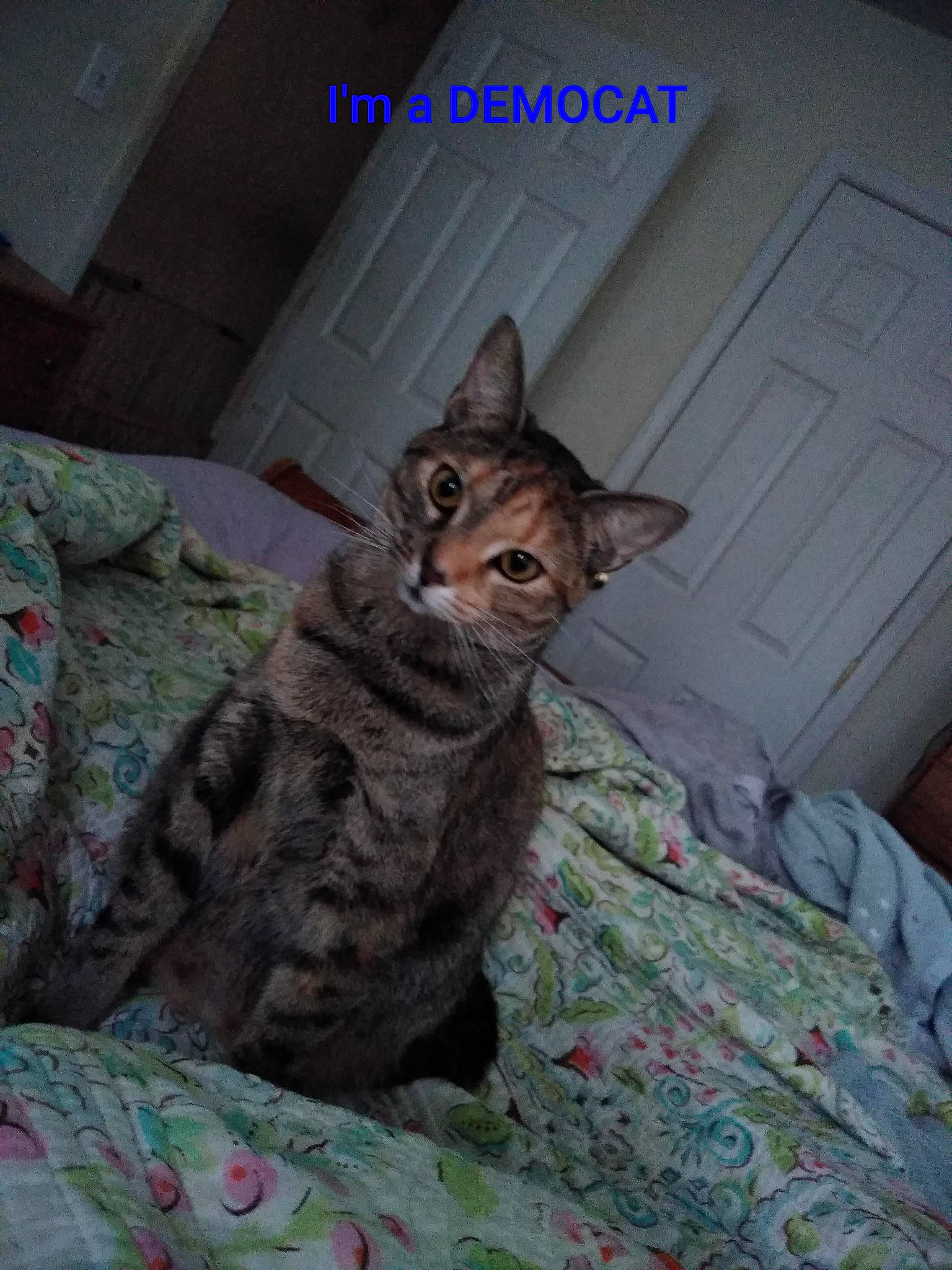 Suri