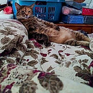 Suri is registered to the contest to win money with this photo: accessories, animal, bag, bed, bedroom, blanket, cat, couch, cushion, furniture, handbag, homedecor, indoors, kitten, linen, person, pet, quilt, room, sleeping