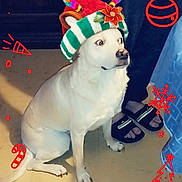 Jeuse a rejoint le concours — aidez-le/la à gagner de superbes lots ! dog, white_dog, christmas, holiday, festive, hat, costume, sitting, indoors, floor, decorations, snowflakes, ornaments, red_doodles, green, white, pet, canine, portrait, funny