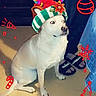 dog, white_dog, christmas, holiday, festive, hat, costume, sitting, indoors, floor, decorations, snowflakes, ornaments, red_doodles, green, white, pet, canine, portrait, funny