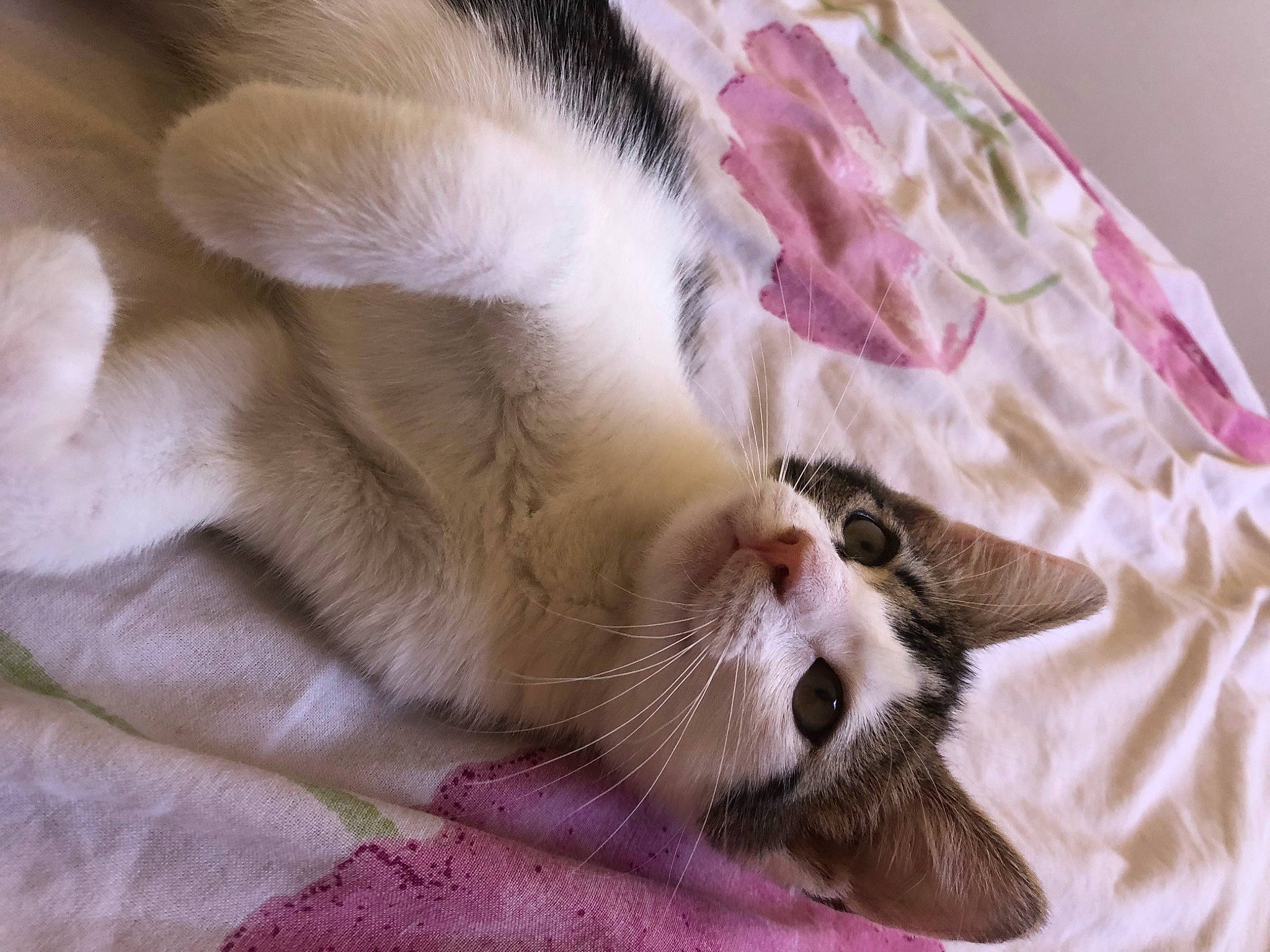 Kali a rejoint le concours — aidez-le/la à gagner de superbes lots ! carnivore, cat, claw, comfort, domestic_short_haired_cat, fang, fawn, felidae, foot, fur, linens, nap, paw, small_to_medium_sized_cats, snout, tail, textile, whiskers