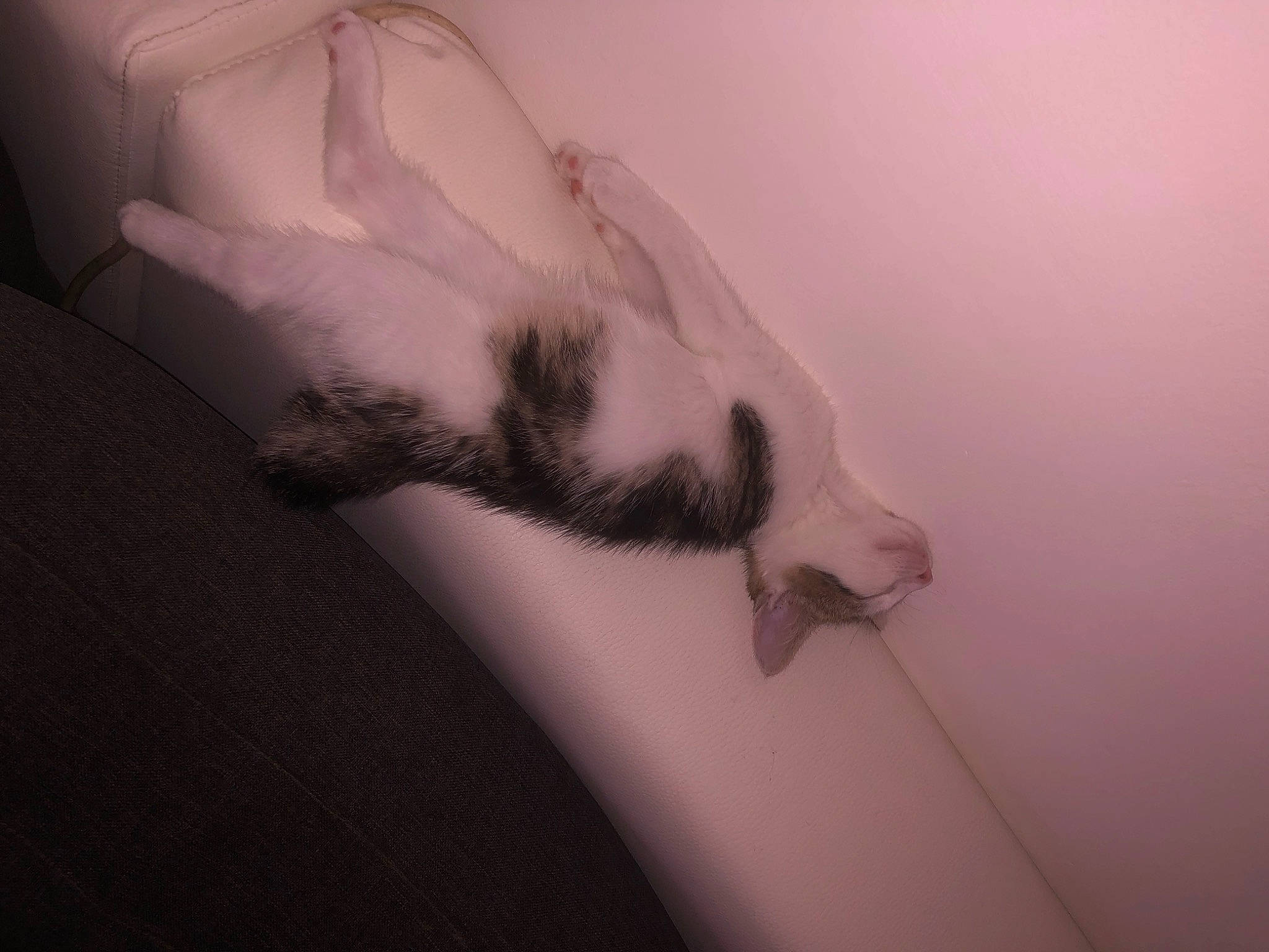 Kali a rejoint le concours — aidez-le/la à gagner de superbes lots ! arm, beak, carnivore, cat, elbow, eyelash, feather, felidae, foot, gesture, grey, human_leg, jaw, small_to_medium_sized_cats, tail, temporary_tattoo, trunk, whiskers, wing, wrist