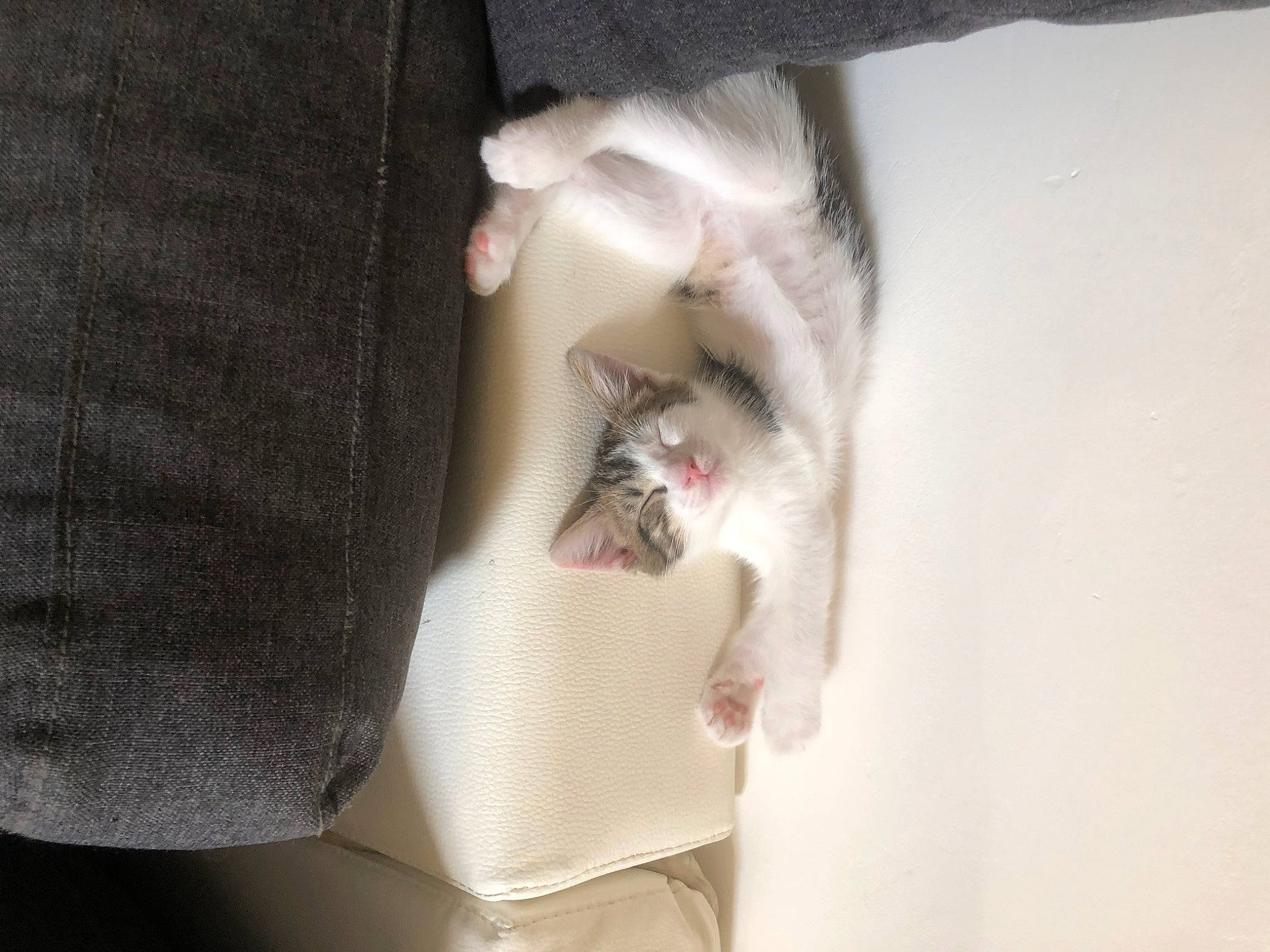 Kali a rejoint le concours — aidez-le/la à gagner de superbes lots ! canidae, carnivore, cat, comfort, dog_breed, domestic_short_haired_cat, felidae, formal_wear, fur, grey, human_leg, paw, small_to_medium_sized_cats, tail, whiskers