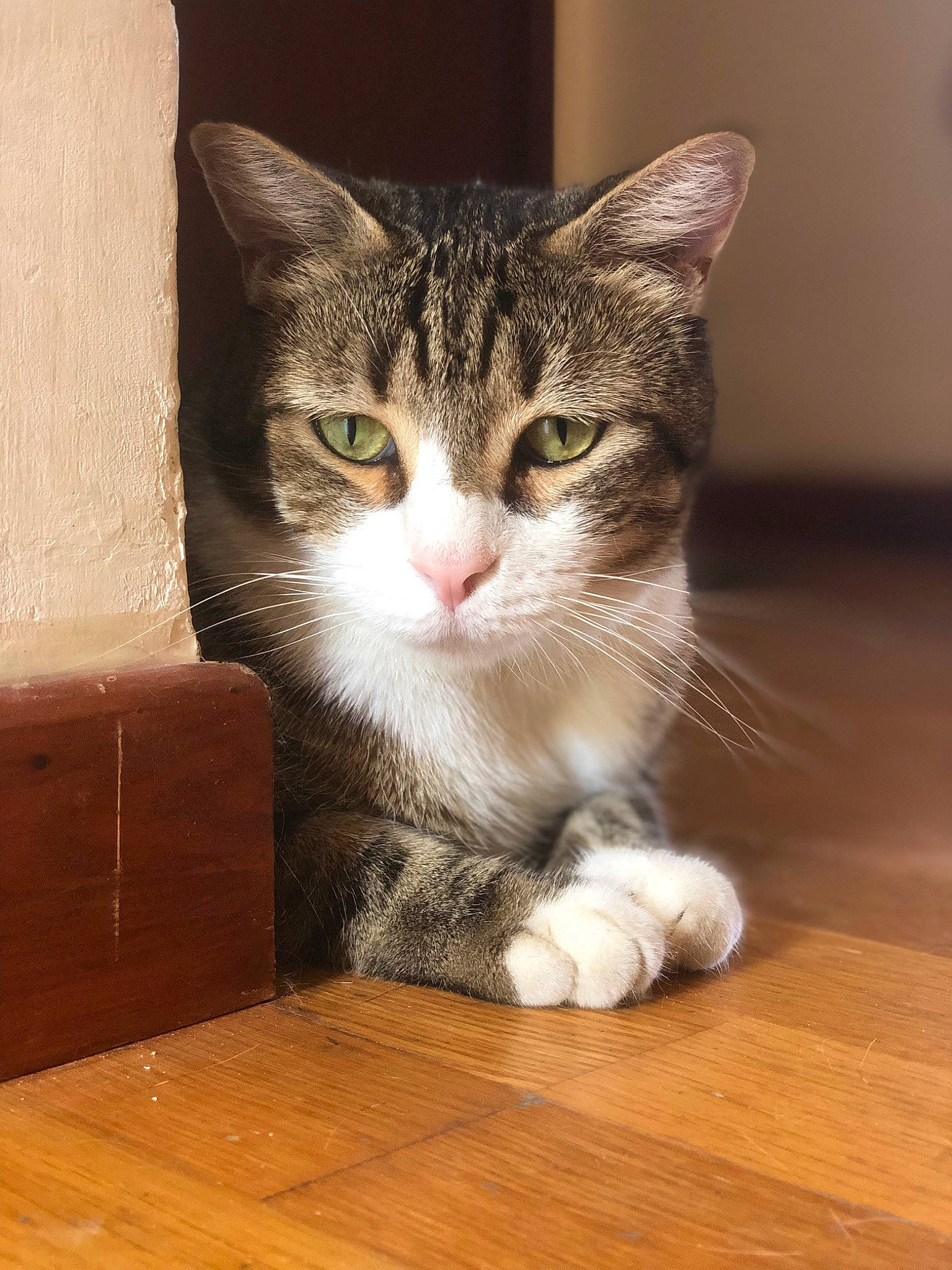 Nala a rejoint le concours — aidez-le/la à gagner de superbes lots ! box, carnivore, cat, domestic_short_haired_cat, eye, felidae, flooring, foot, fur, hardwood, laminate_flooring, paw, small_to_medium_sized_cats, snout, tail, varnish, whiskers, window, wood, wood_stain