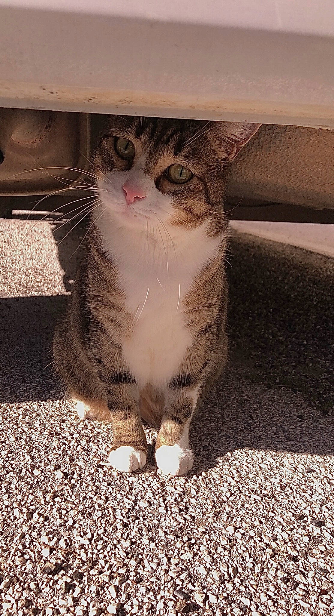 Nala participe au concours pour gagner de l'argent avec cette photo : asphalt, automotive_tire, carnivore, cat, domestic_short_haired_cat, felidae, foot, fur, human_leg, paw, road_surface, sand, small_to_medium_sized_cats, snout, soil, tail, terrestrial_animal, tints_and_shades, whiskers, window