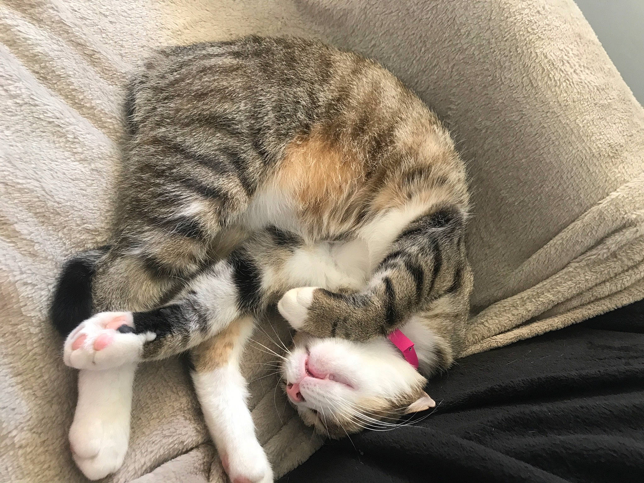 Nala participe au concours pour gagner de l'argent avec cette photo : carnivore, cat, claw, comfort, domestic_short_haired_cat, felidae, fur, grass, nap, paw, sleep, small_to_medium_sized_cats, snout, terrestrial_animal, whiskers