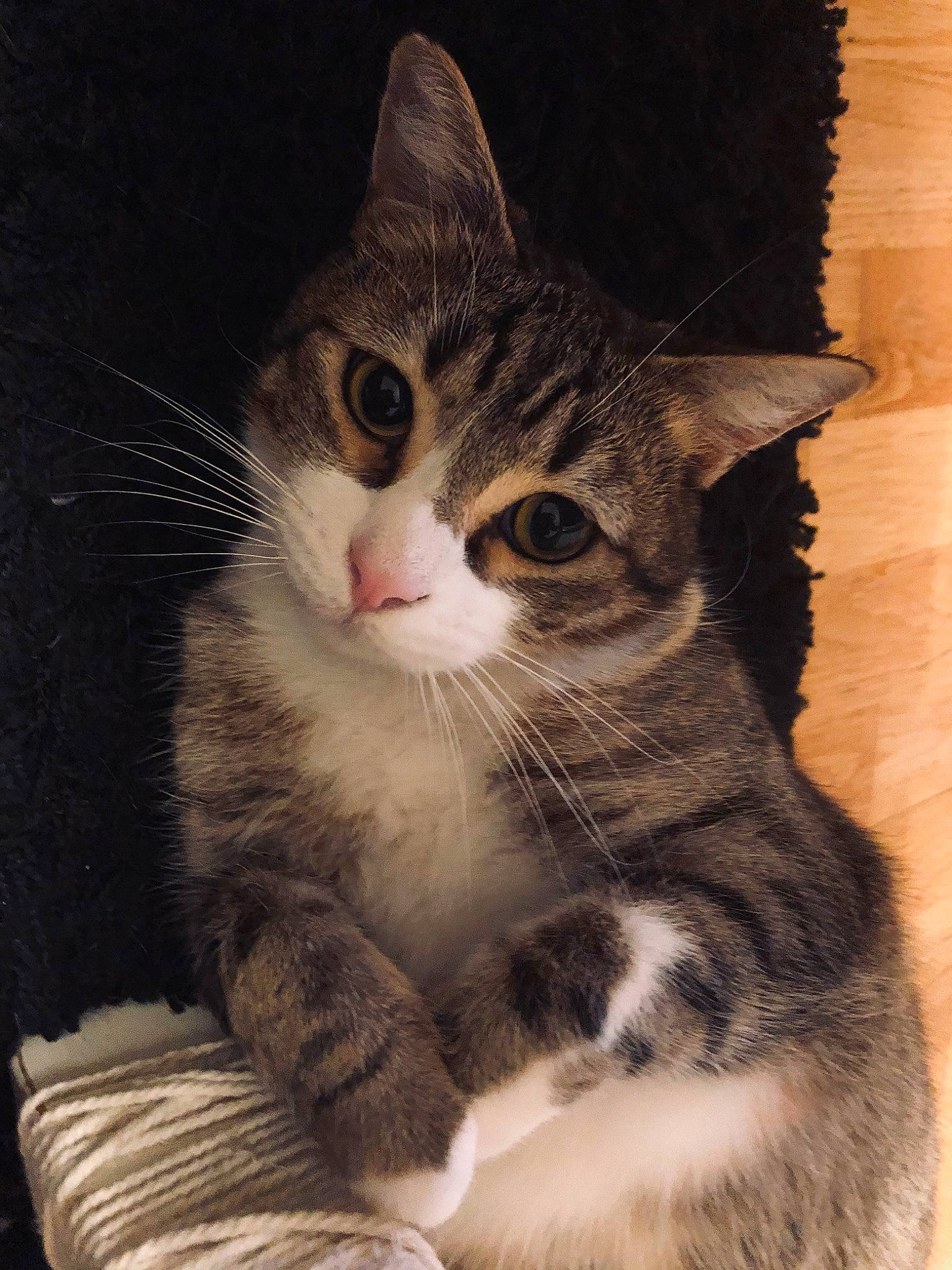 Nala a rejoint le concours — aidez-le/la à gagner de superbes lots ! art, carnivore, cat, claw, domestic_short_haired_cat, felidae, fur, iris, paw, photo_caption, sitting, small_to_medium_sized_cats, snout, tail, terrestrial_animal, tree, whiskers, window