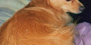 Hermione is registered to the contest to win money with this photo: animal, bed, closeup, companion, cozy, curious, cute, dog, domestic_animal, fluffy, fur, golden, indoor, looking_back, pet, resting, sleepy, timestamp, vintage, warm_lighting