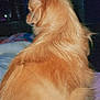 Hermione joined the competition — help win amazing prizes! animal, calm, companion, cute, dog, domestic, fluffy, fur, furry, golden, indoor, mammal, nostalgic, pet, quiet, relaxed, side_view, sitting, timestamp, vintage