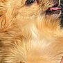 Hermione is registered to the contest to win money with this photo: animal, canine, closeup, cute, dog, domestic_animal, expression, fluffy, friendly, fur, indoor, lying_down, mammal, nose, paw, pet, playful, relaxed, tongue_out, whiskers