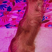 Hermione is registered to the contest to win money with this photo: animal, blanket, colorful, cozy, dog, floral_pattern, fur, home, indoors, lying_down, nostalgia, pet, pink_lighting, purple_lighting, relaxing, retro, sleeping, small_dog, soft_surface, timestamp