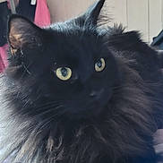 Opale a rejoint le concours — aidez-le/la à gagner de superbes lots ! animal, bed, black_cat, blanket, cat, closeup, cozy, cute, domestic, ears, feline, fluffy, fur, indoor, pet, portrait, resting, soft, whiskers, yellow_eyes