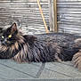Opale a rejoint le concours — aidez-le/la à gagner de superbes lots ! animal, black_cat, cat, companion, domestic_animal, ear, feline, fur, mesh_chair, outdoor, pet, relaxing, resting, sunlight, tail, texture, two_cats, whiskers, wooden_deck, yellow_eyes