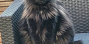 Opale a rejoint le concours — aidez-le/la à gagner de superbes lots ! animal, black_cat, cat, chair, cute, domestic_animal, feline, fluffy_fur, fur, nature, outdoor, pet, portrait, relaxed, sitting, tail, texture, wicker_chair, wooden_wall, yellow_eyes