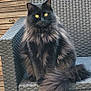 animal, black_cat, cat, chair, cute, domestic_animal, feline, fluffy_fur, fur, nature, outdoor, pet, portrait, relaxed, sitting, tail, texture, wicker_chair, wooden_wall, yellow_eyes