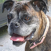 Isis a rejoint le concours — aidez-le/la à gagner de superbes lots ! dog, brindle, collar, pink_collar, tongue_out, close_up, outdoor, car, car_tire, animal, pet, canine, happy, face, ears, fur, ground, daylight, nature, curious