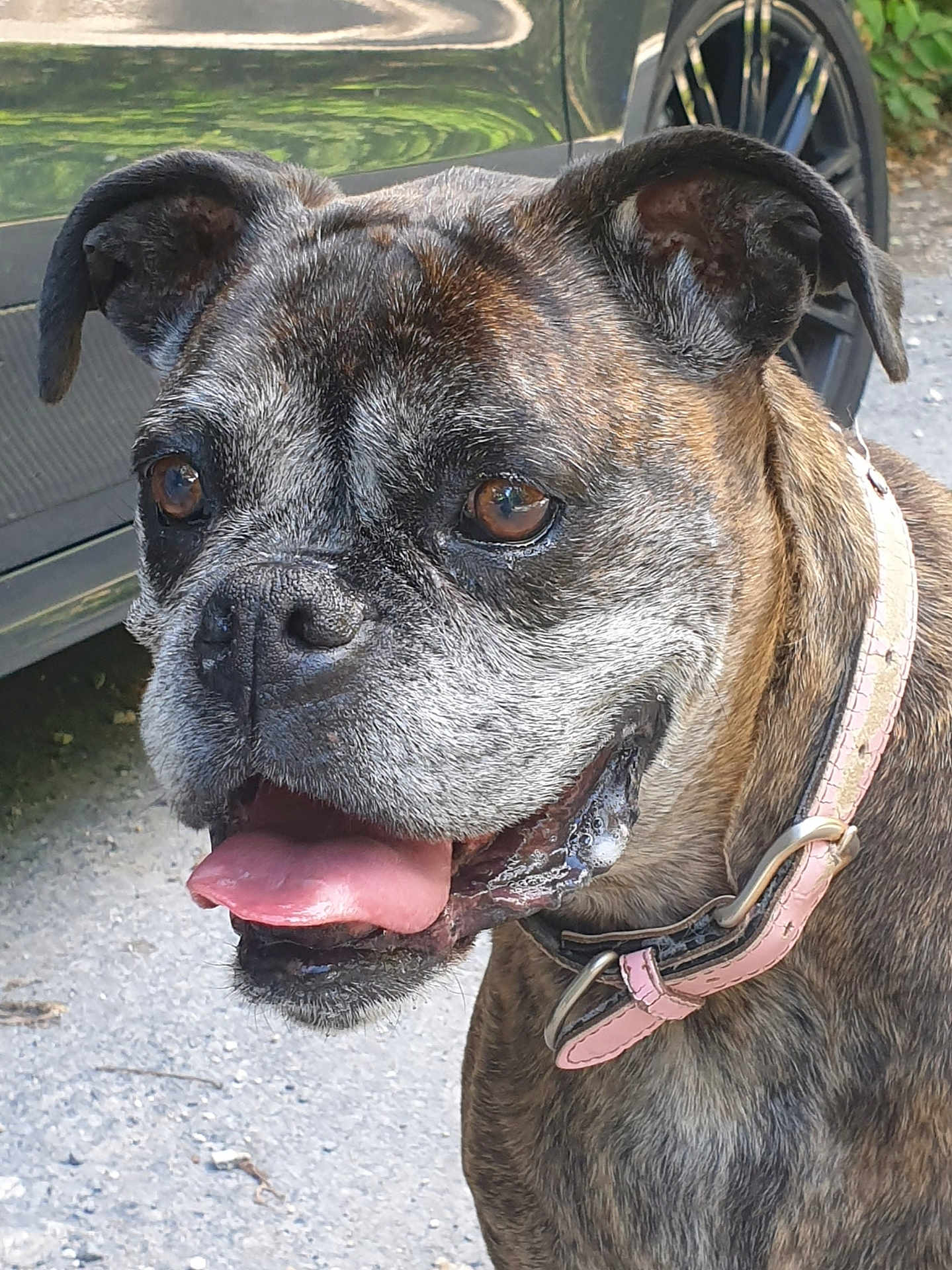 Isis a rejoint le concours — aidez-le/la à gagner de superbes lots ! dog, brindle, collar, pink_collar, tongue_out, close_up, outdoor, car, car_tire, animal, pet, canine, happy, face, ears, fur, ground, daylight, nature, curious