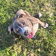 Cash joined the competition — help win amazing prizes! dog, pet, animal, grass, outdoor, sunlight, happy, tongue_out, puppy, canine, cute, playful, nature, smiling, collar, looking_up, fur, ears, daylight, friendly