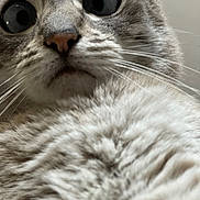 Only a rejoint le concours — aidez-le/la à gagner de superbes lots ! cat, close_up, fur, whiskers, wide_eyes, animal, pet, curious, face, nose, indoor, mammal, feline, portrait, looking_up, soft, fluffy, cute, alert, domestic_cat