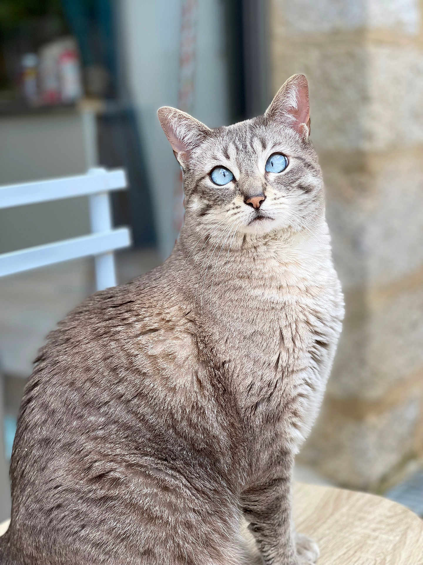 Only a rejoint le concours — aidez-le/la à gagner de superbes lots ! cat, blue_eyes, feline, fur, portrait, animal, pet, whiskers, sitting, close_up, indoor, domestic_animal, mammal, cute, looking_up, fur_texture, tabby, soft_light, chair, stone_wall