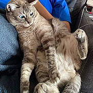 Only participe au concours pour gagner de l'argent avec cette photo : blanket, blue_shirt, casual, cat, comfort, couch, curled_tail, feline, focused, fur, glasses, home, indoor, paws, person, pet, phone, relaxed, seated, whiskers