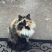 Dolly Mae is registered to the contest to win money with this photo: cat, tortoiseshell_cat, long_hair, fluffy, feline, sitting, outdoor, porch, doormat, pavement, patterned_mat, whiskers, ears, tail, fur, pet, animal, portrait, centered_composition, daylight