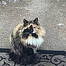 cat, tortoiseshell_cat, long_hair, fluffy, feline, sitting, outdoor, porch, doormat, pavement, patterned_mat, whiskers, ears, tail, fur, pet, animal, portrait, centered_composition, daylight