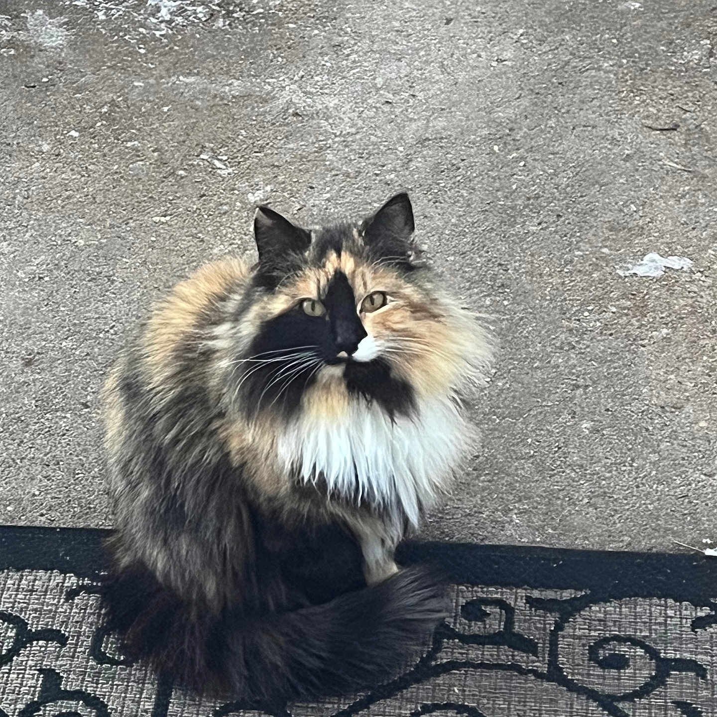 Dolly Mae
