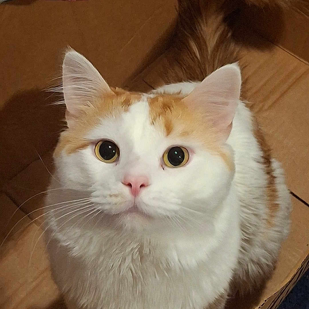Noah
