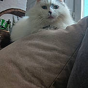 Minette participe au concours pour gagner de l'argent avec cette photo : cat, long_hair, fluffy, white_cat, black_markings, couch, cushion, indoor, window, brick_wall, ear, whiskers, face, fur, pet, sitting, home_interior, lamp, shelf, relaxed