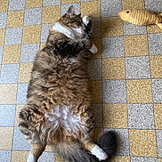 Chachou a rejoint le concours — aidez-le/la à gagner de superbes lots ! cat, tabby, fluffy, pet, animal, floor, tile, checkered, yellow, gray, toy, fish_toy, lying_down, relaxed, paw, tail, indoor, cute, feline, grooming
