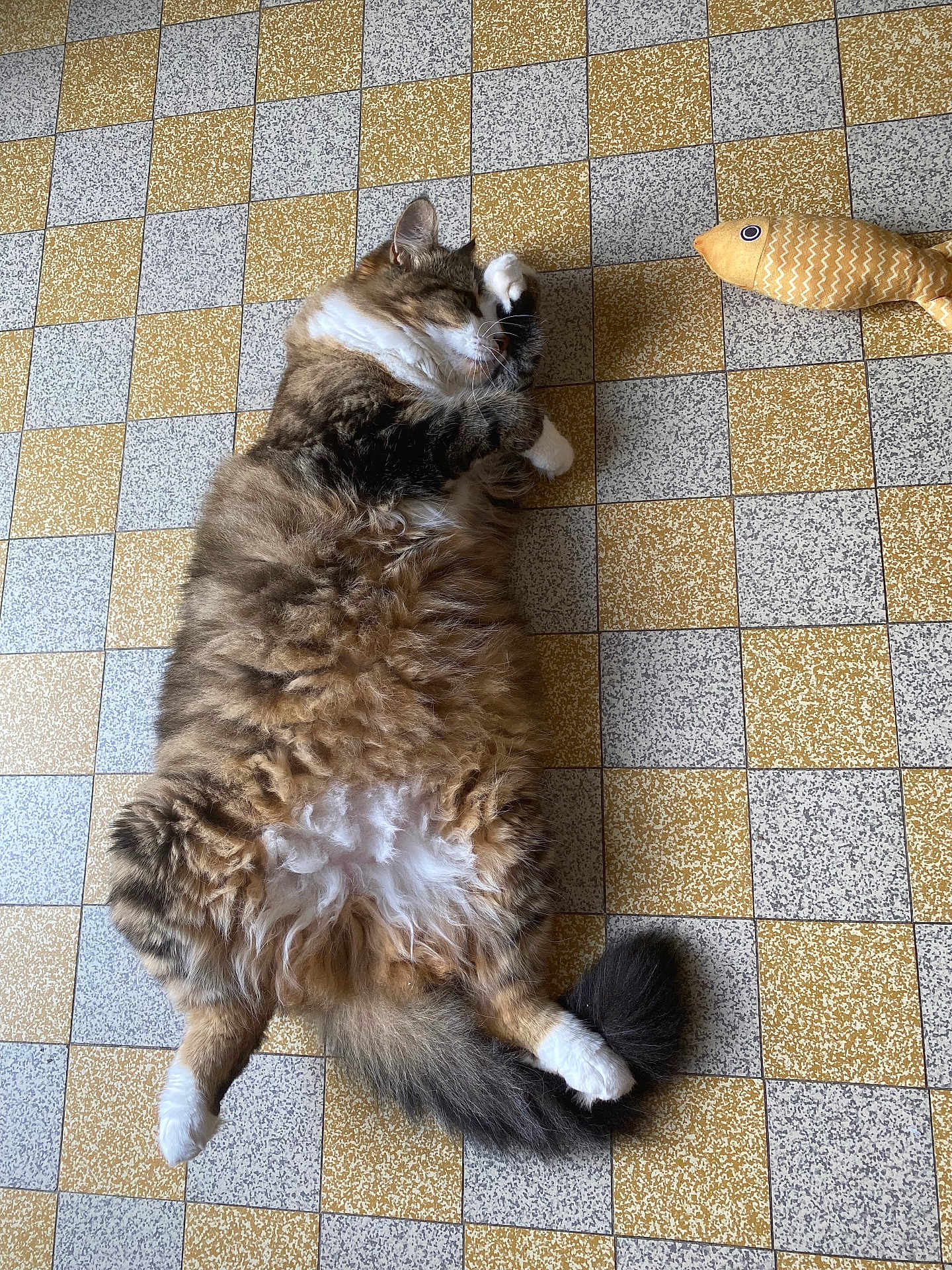 Chachou a rejoint le concours — aidez-le/la à gagner de superbes lots ! cat, tabby, fluffy, pet, animal, floor, tile, checkered, yellow, gray, toy, fish_toy, lying_down, relaxed, paw, tail, indoor, cute, feline, grooming
